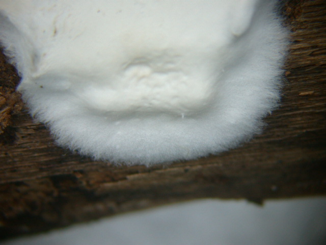 Aphyllo sulle spine (Skeletocutis nivea)